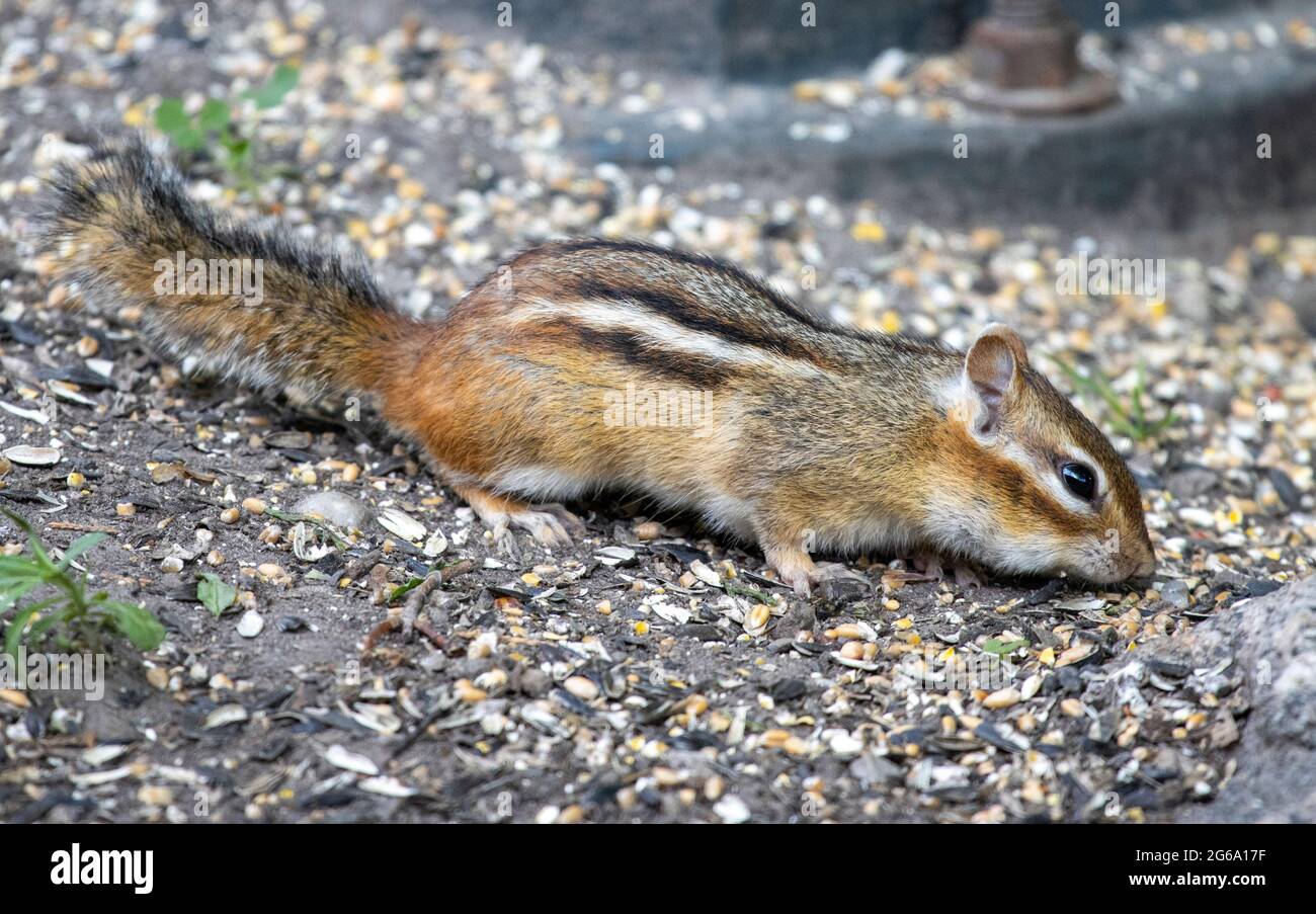 Eastern Chipmunk (Tamias Striatus ) Eating Seeds From Ground Stock Photo