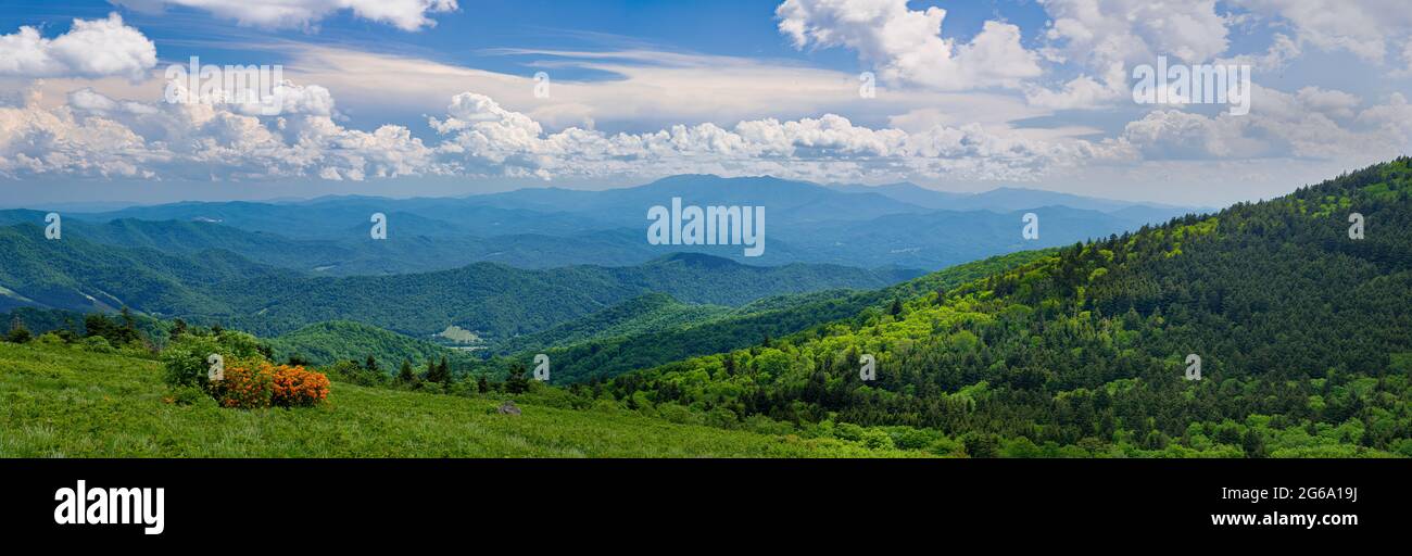 View from a high mountain 'bald' (treeless clearing) in Roan Mountain State Park in Tennessee in mid-June. Orange shrub is flame azalea (Rhododendron Stock Photo