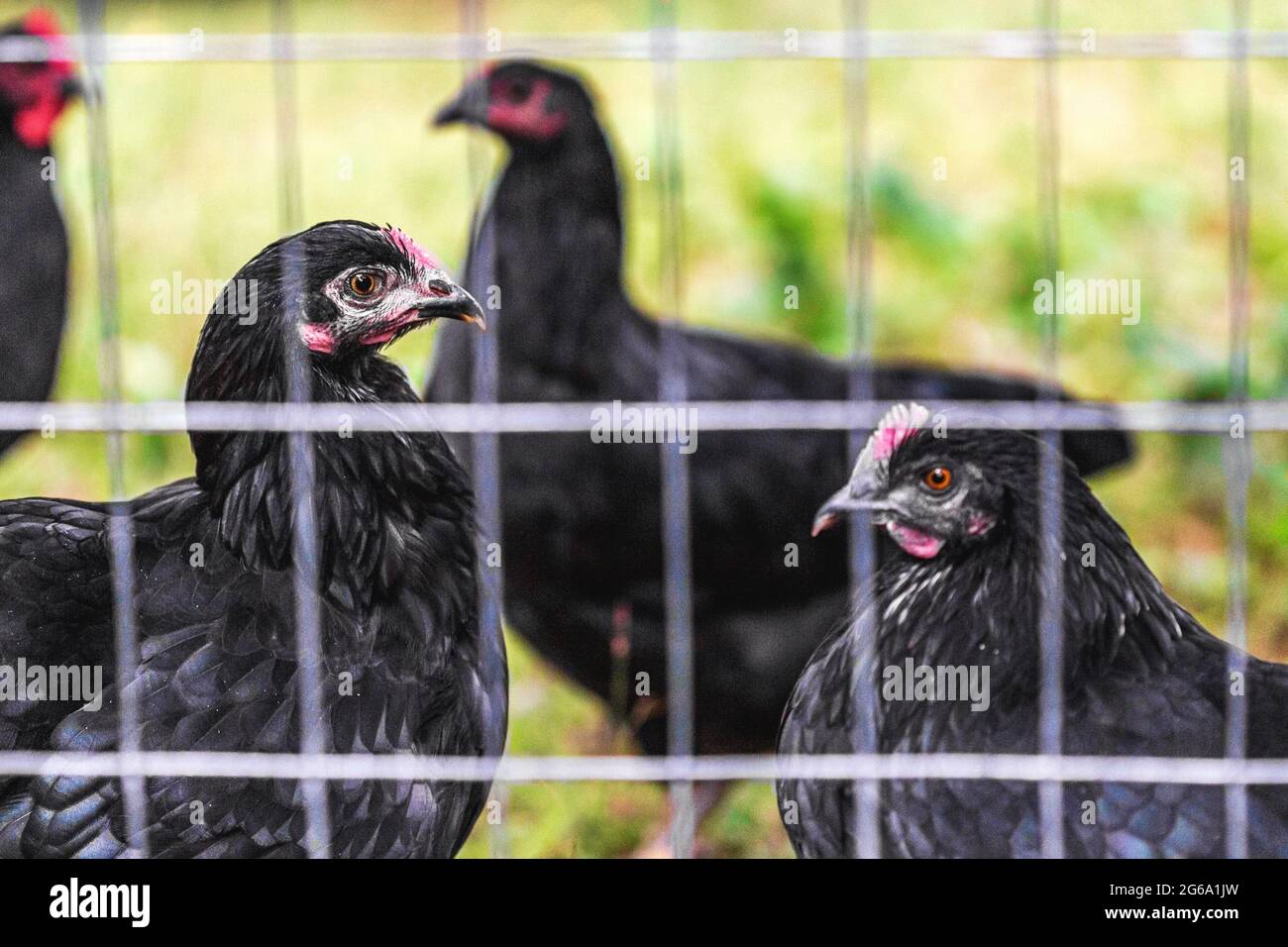 Black French Marans chickens and Jersey Giant chickens  (Gallus domesticus) stand in profile in their backyard chicken pen. Stock Photo