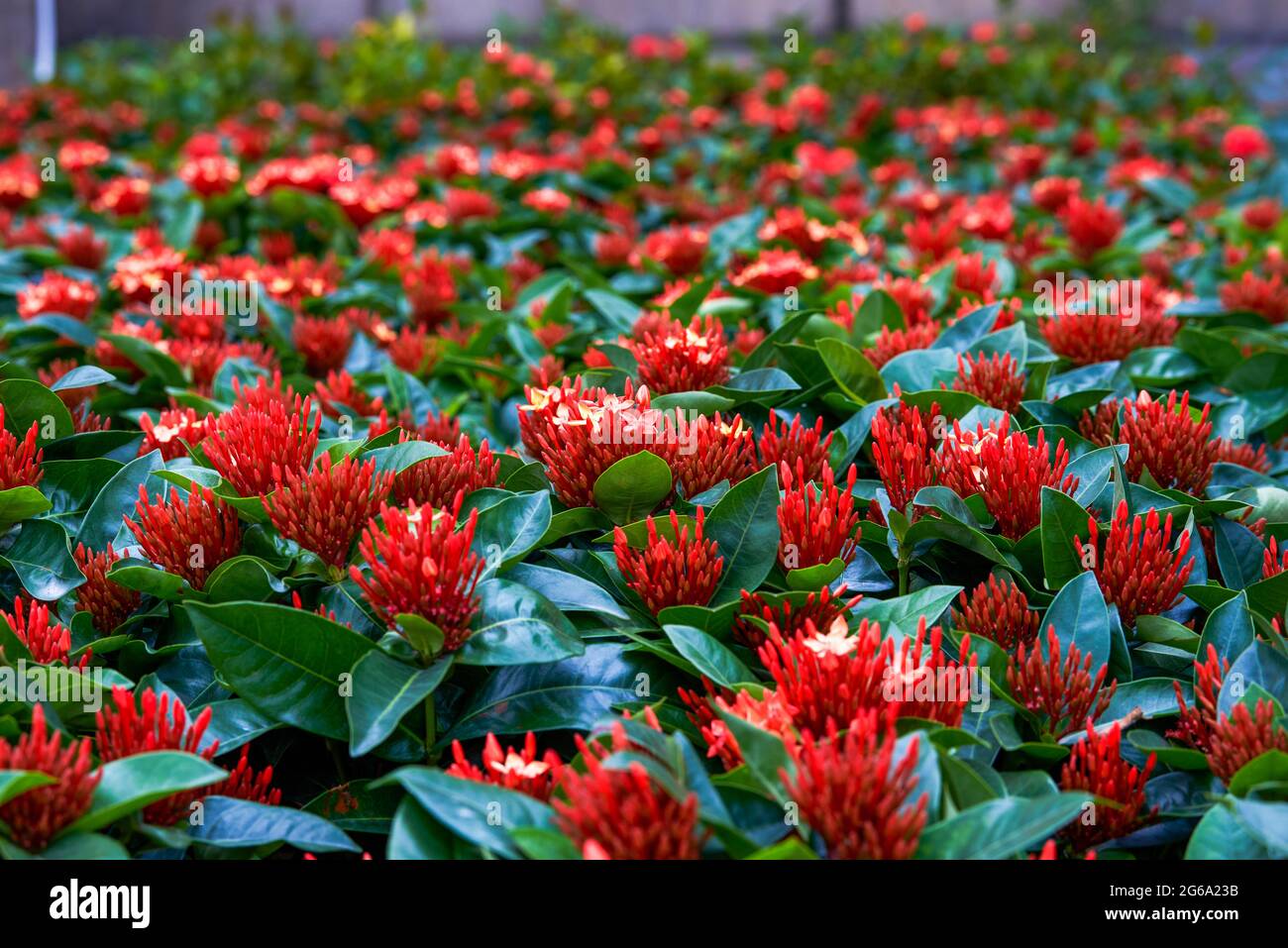 Close-up of a lush red dragon boat flower Stock Photo