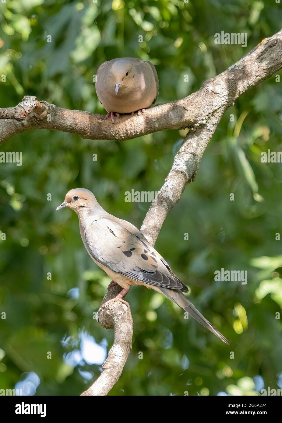 Mourning Doves ( Zenalda Macroura ) Perched on a branch. Adult and Juvenile. Stock Photo