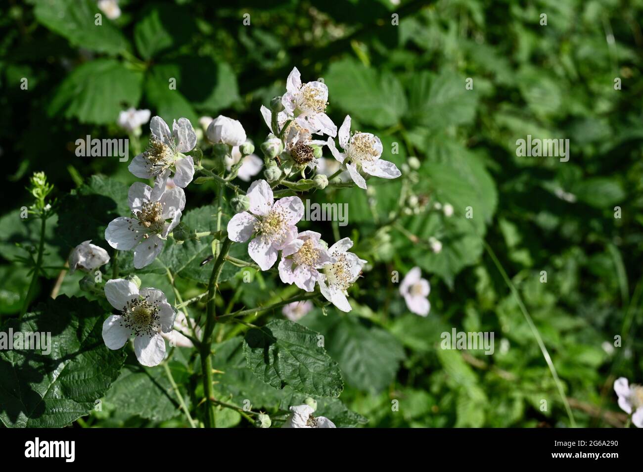 Blackberry flowers (rubus fruticosus), Foots Cray Meadows, Sidcup, Kent. UK Stock Photo