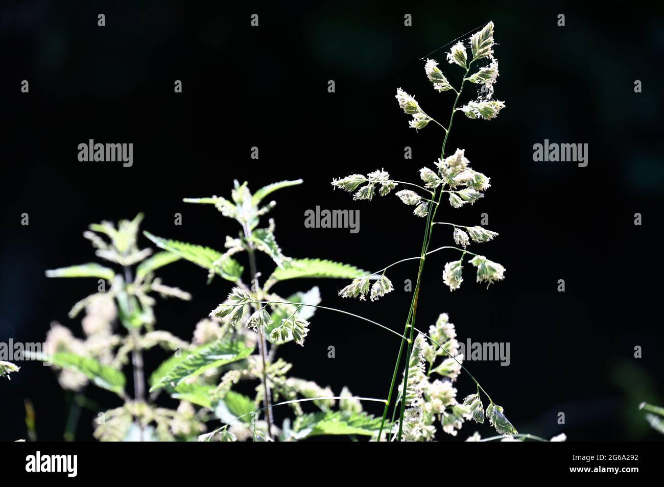 Netl's Grass Nettles and seeding grass, Foots Cray Meadows, Sidcup, Kent. UK Stock ...