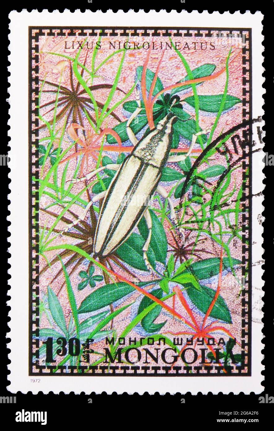 MOSCOW, RUSSIA - APRIL 18, 2020: Postage stamp printed in Mongolia shows Larder Beetle (Lixus nigrolineatus), Bugs serie, circa 1972 Stock Photo