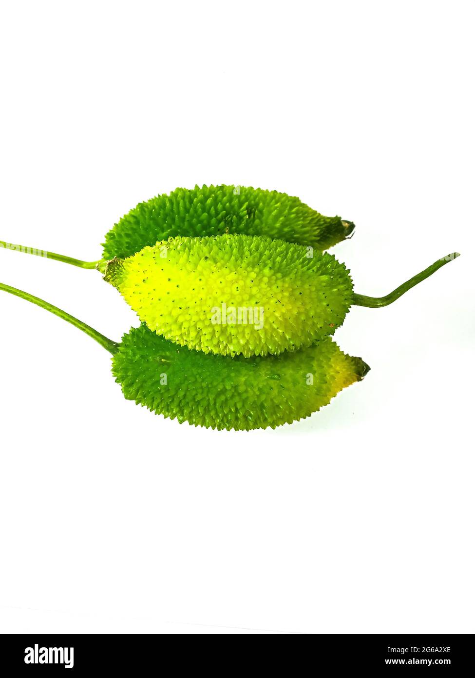 Spiny gourd or spine gourd also known as bristly balsma pear, prickly