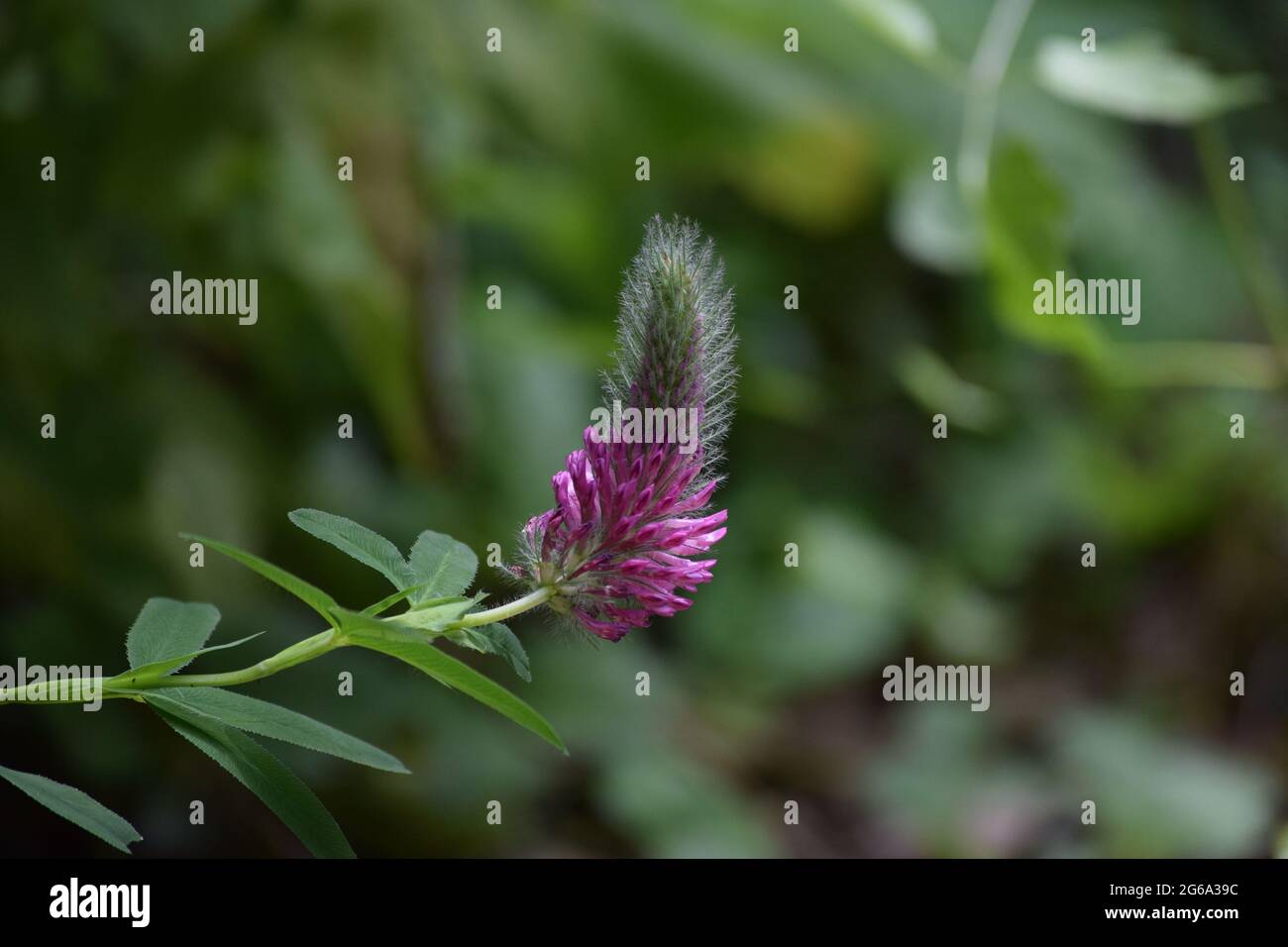 long-spiked-Trefoil with Leaves and Blossom spike Stock Photo