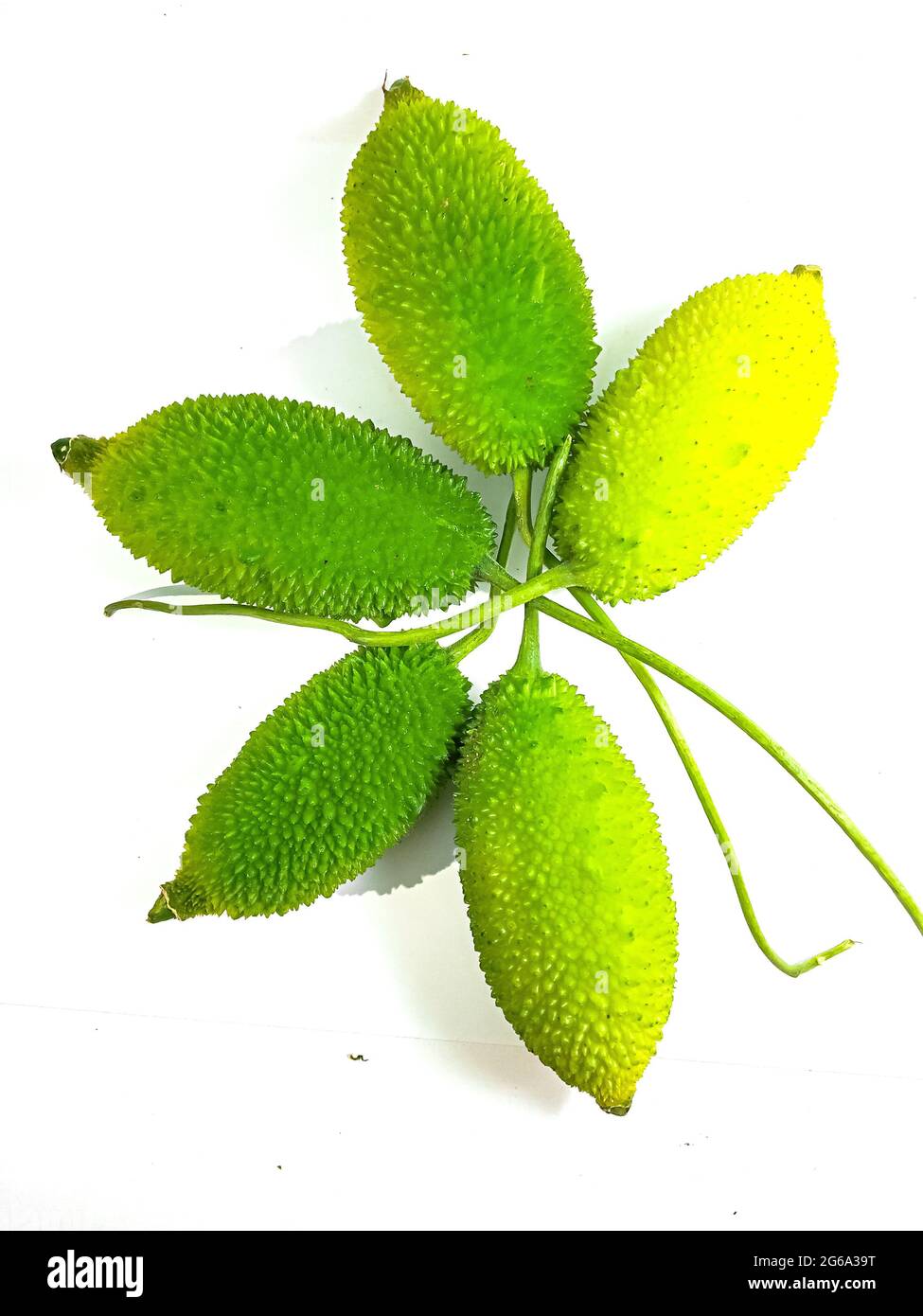 Shiatoshi Kakrol Or Spine Gourd Cultivation Care Use And Its Surprising Health Benefits