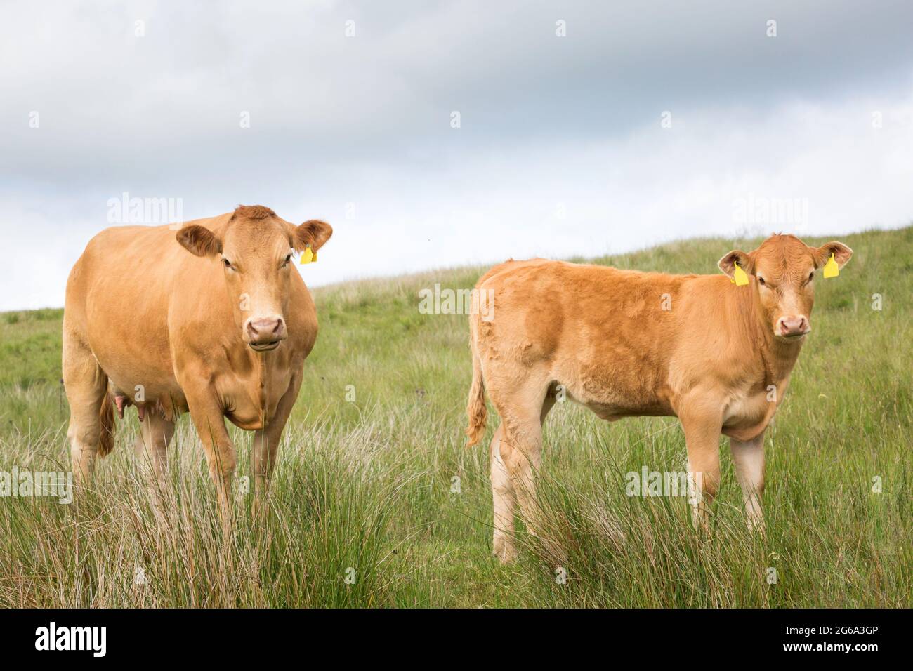 Jersey Cow Calf High Resolution Stock Photography and Images - Alamy