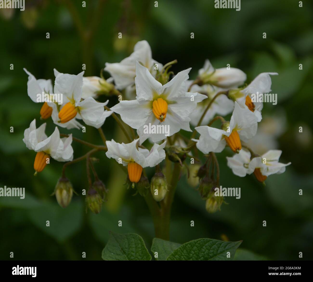 Beautiful White Flowers Cambridge UK Summer 2021 Stock Photo