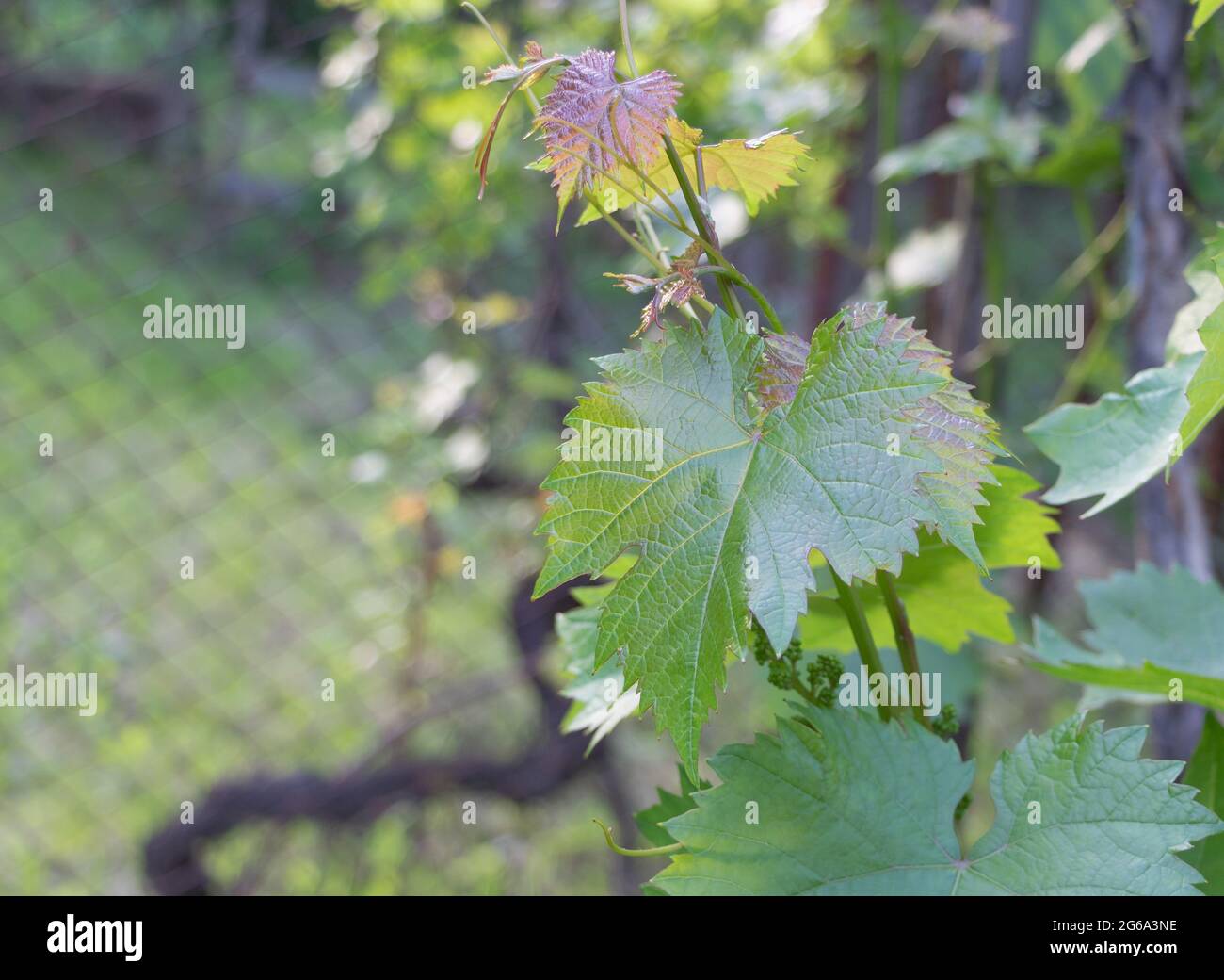 Selective shot of green grape leaves on a blurred background Stock ...