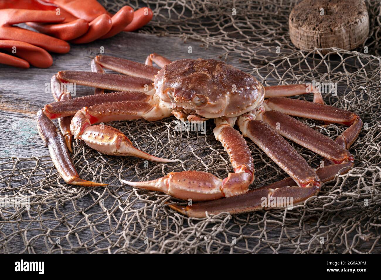A live opilio snow crab on a dock with fishing net. Stock Photo