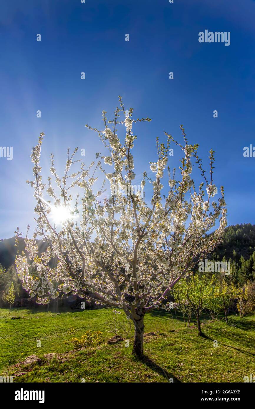 back lighting almond blossom with the sun shining through the branches full of white blossoms, vertical Stock Photo