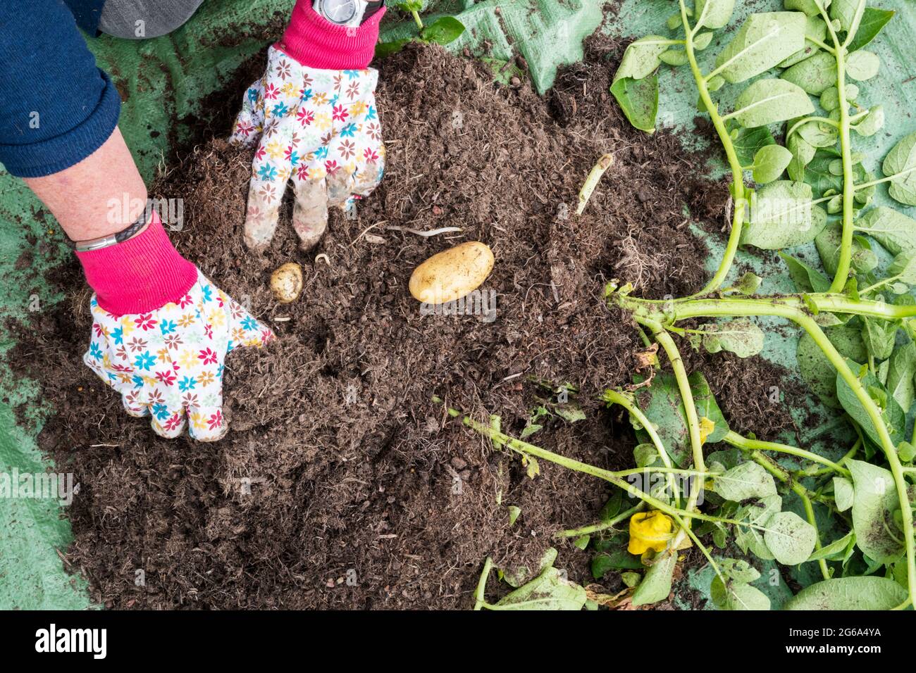 Woman harvesting Charlotte potatoes from a plant grown in a container