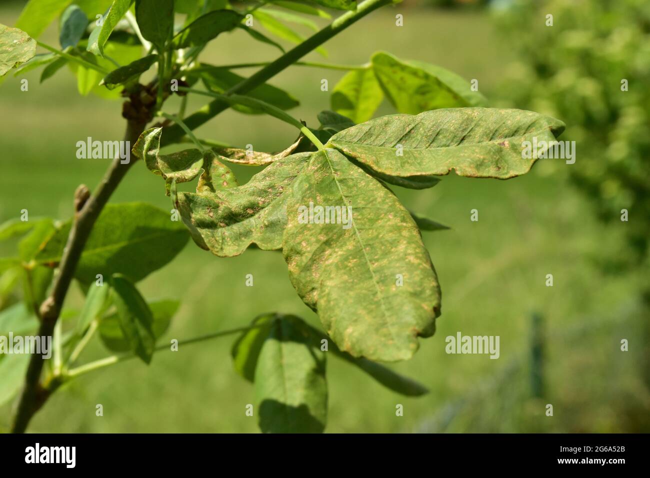 gold tree with a disease on the leaves Stock Photo