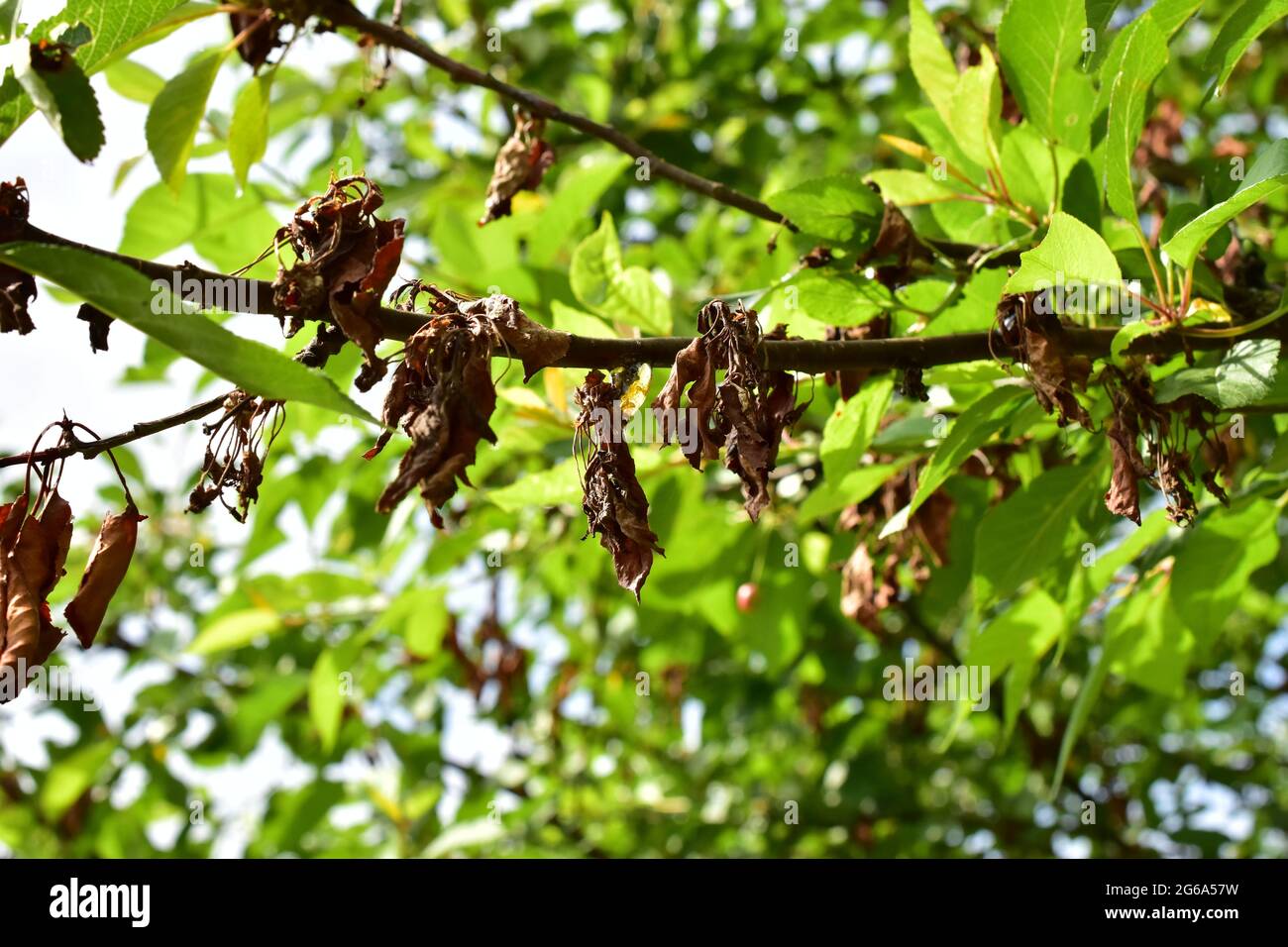 cherry tree with a disease on the leaves Stock Photo