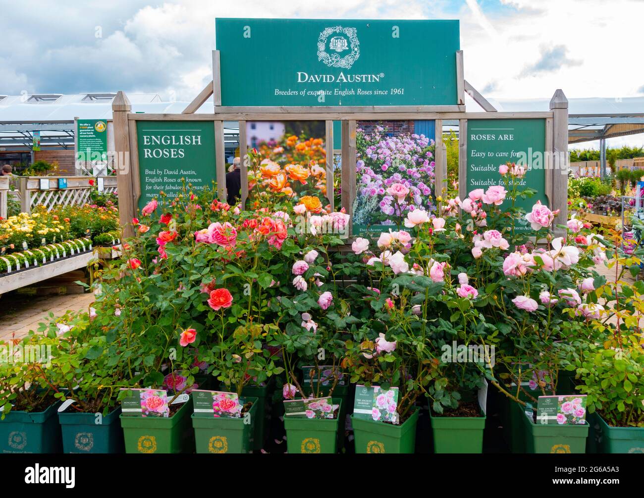 A display of David Austin supplied roses in a garden centre in North Yorkshire Stock Photo