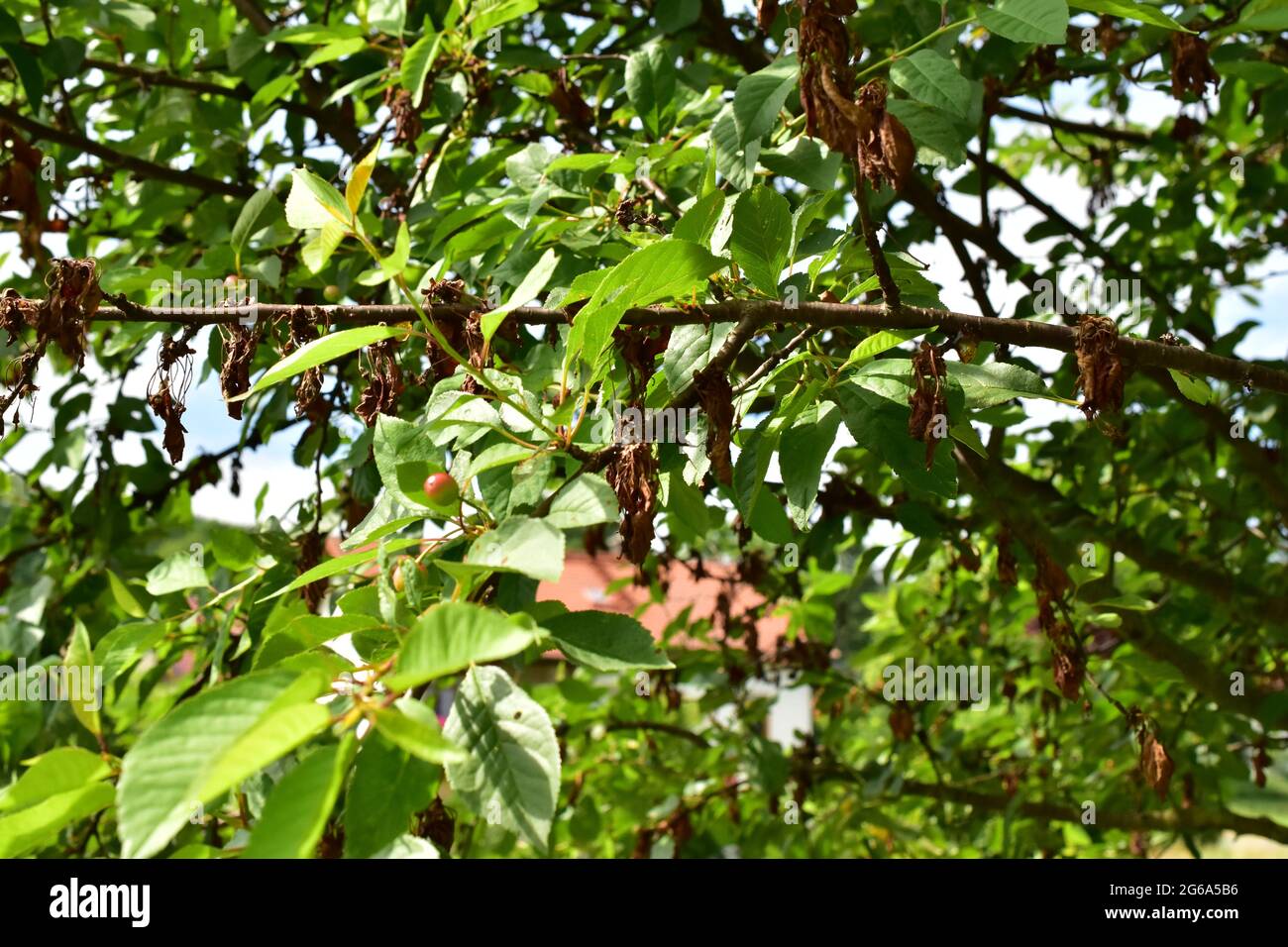 cherry tree with a disease on the leaves Stock Photo