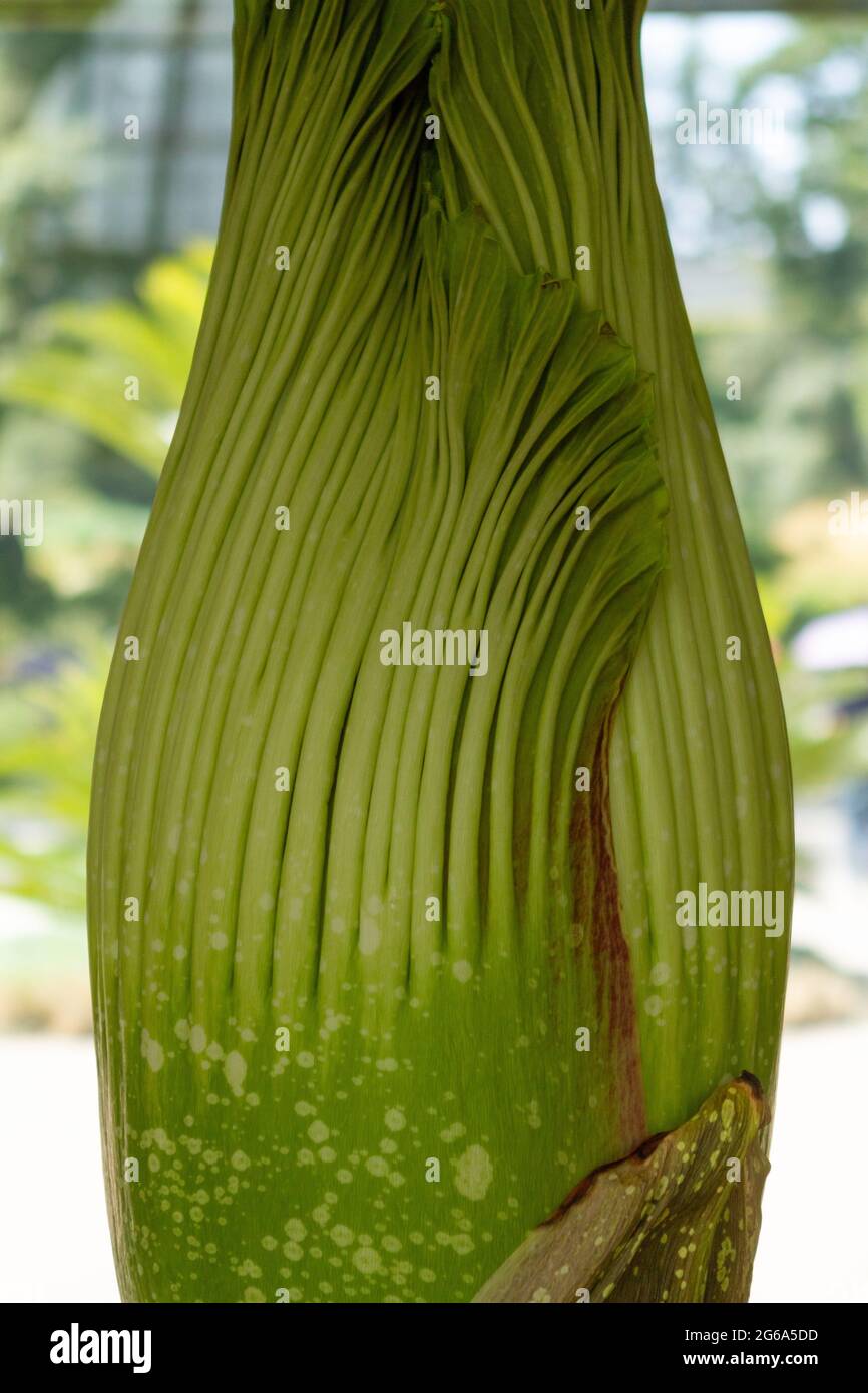 Corpse flower about to bloom Stock Photo
