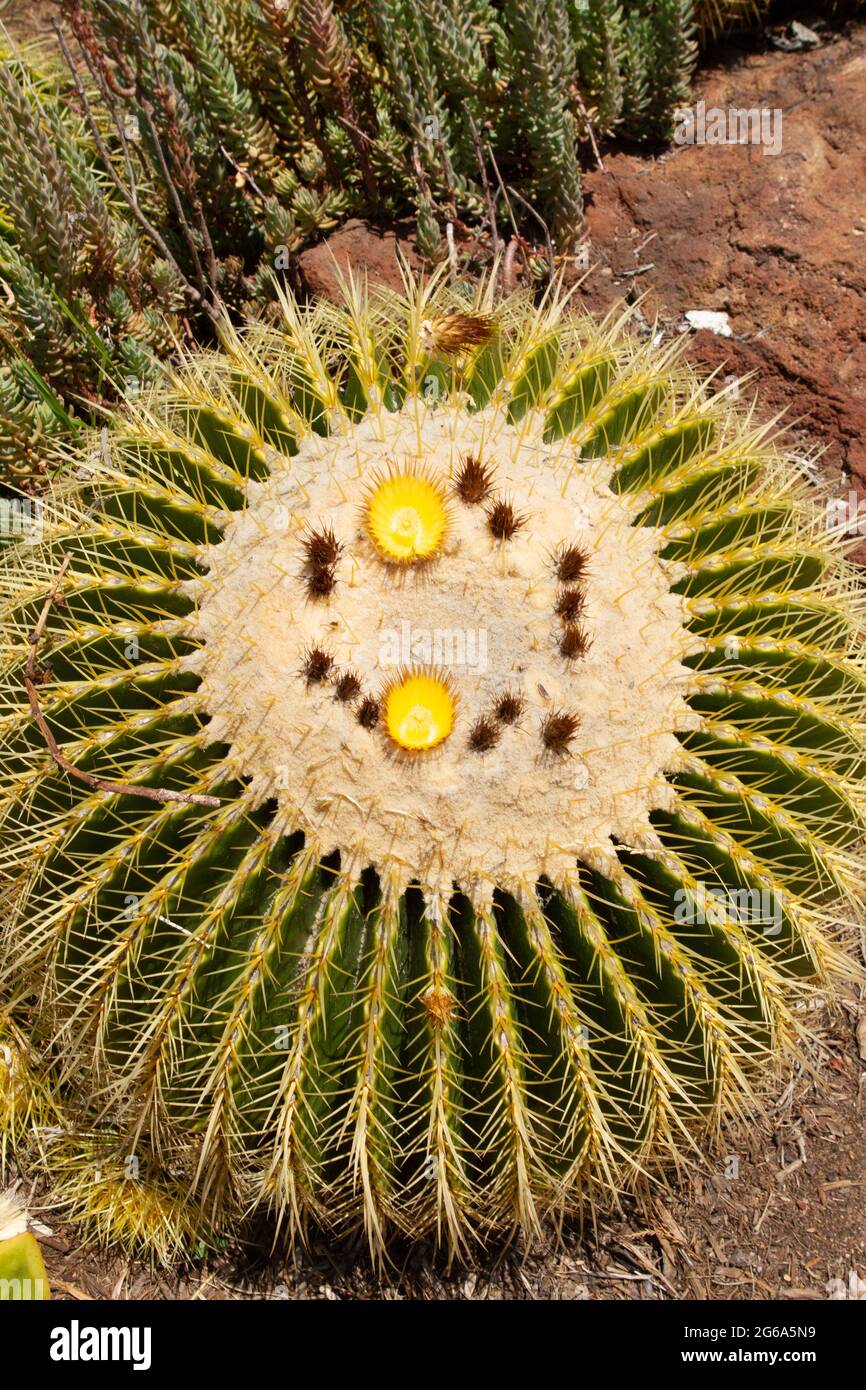 Barrel cactus in bloom Stock Photo Alamy