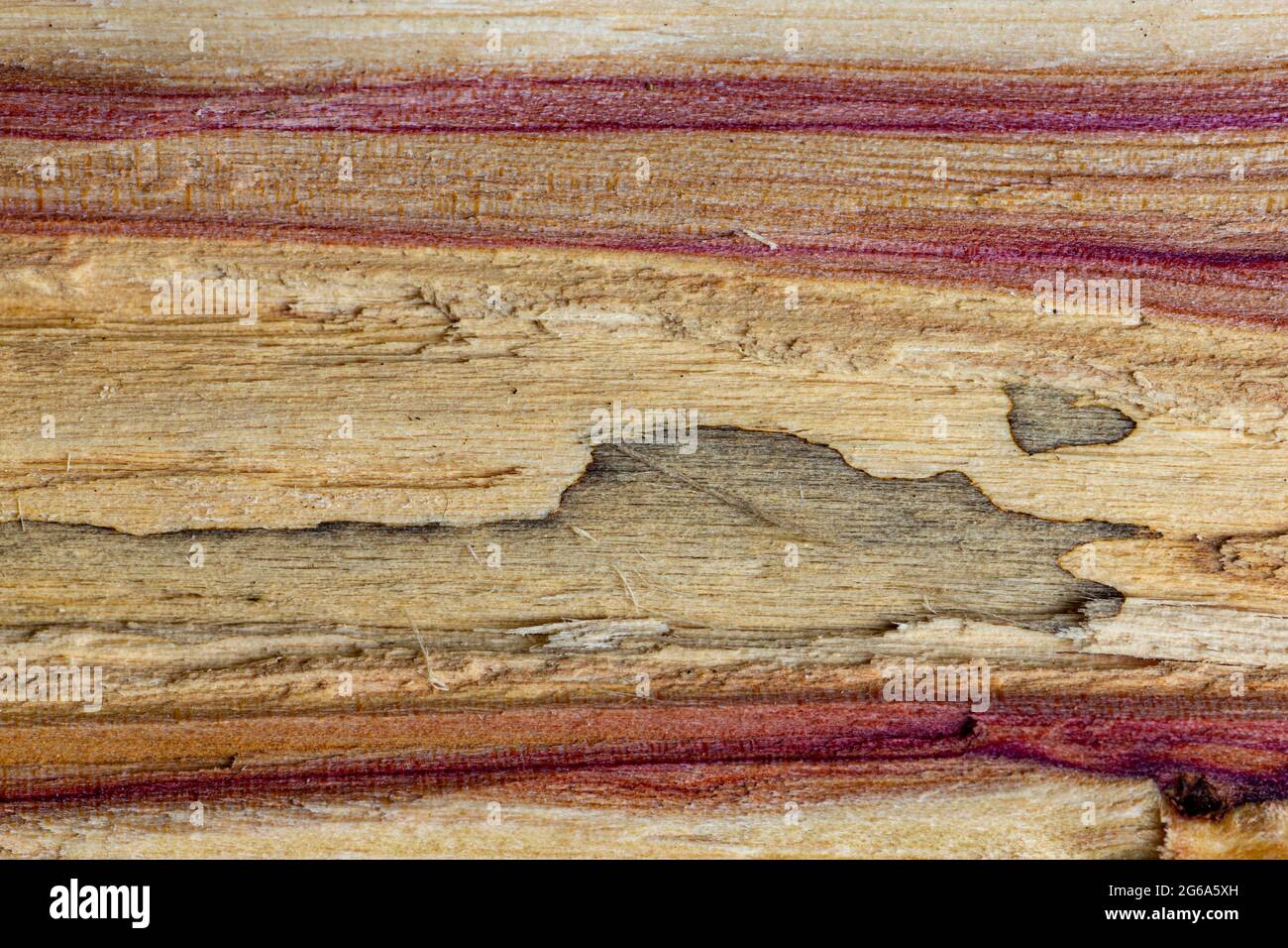 Elder black elderberry sambucus hi res stock photography and images Alamy Elder black elderberry sambucus hi res stock photography and images Alamy