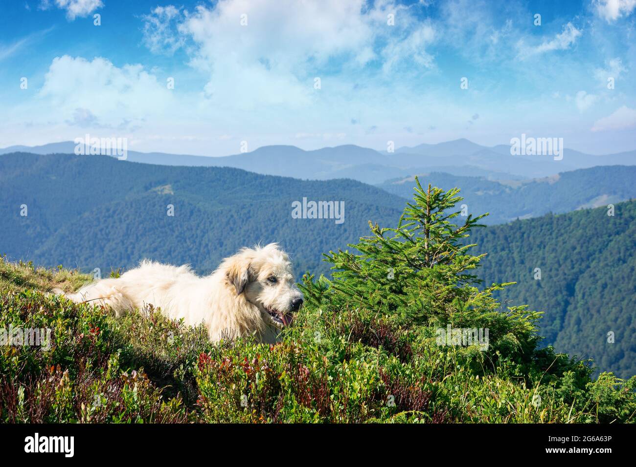 are carpathian shepherd dog noisy