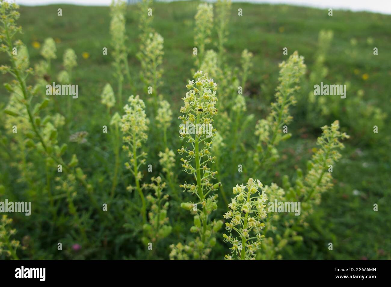Musk orchid Stock Photo