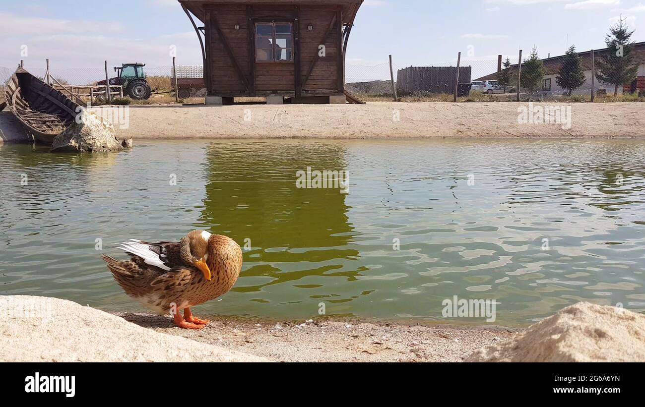 A brown duck cleaning feathers in front of a pond in a public park. Ducks have a gland near their tails, which produces an oil and ducks rub over thei Stock Photo