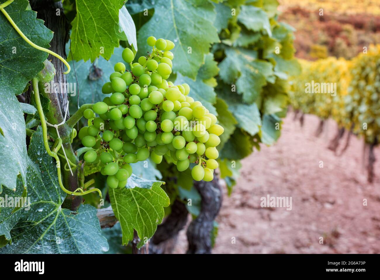 Fruit set in a vineyard. Bunches of grapes with the berries just formed