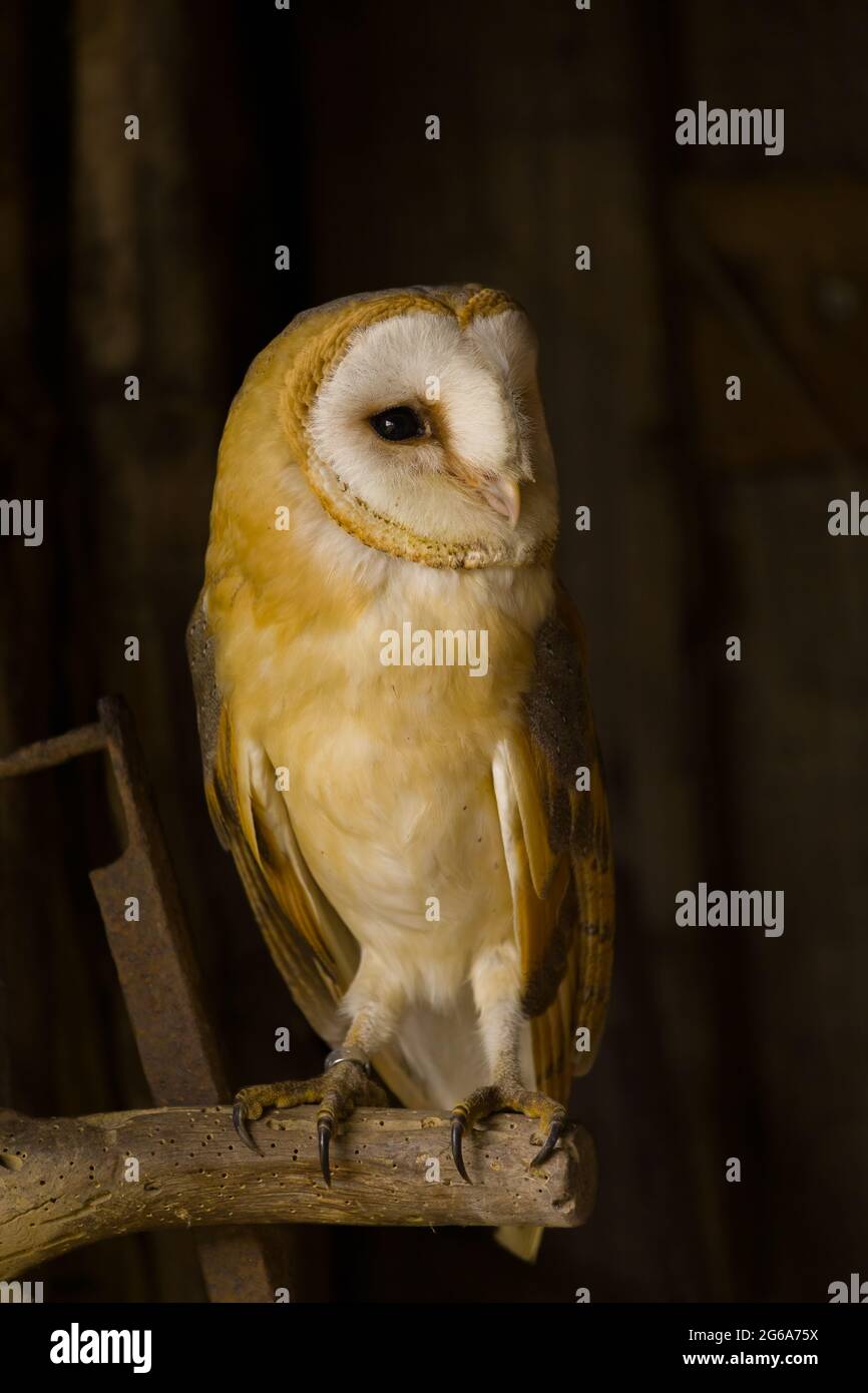 A Barn owl perched on old vintage tools in a barn. Stock Photo