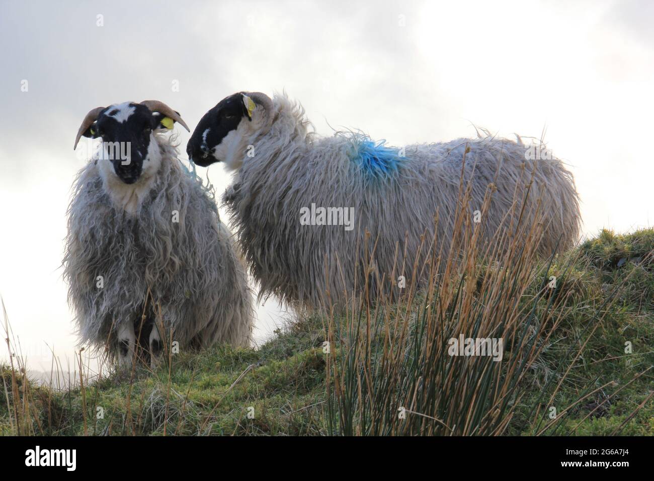 Two sheep on a boggy ridge in Ballyvourney, Ireland Stock Photo