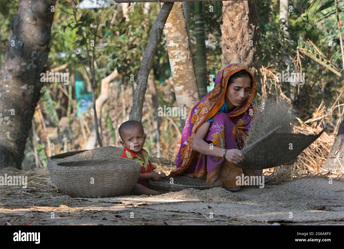 A woman winnowing damp paddy in Kakchira, Borguna, Bangladesh. Many houses were destroyed by tidal wave on the night of 15th November as cyclone SIDR smashes the coastal areas causing huge damage to lives and properties. In Kakchira, 300 people died and 300 more are missing by the massive hit of the cyclone. November 23, 2007. Stock Photo