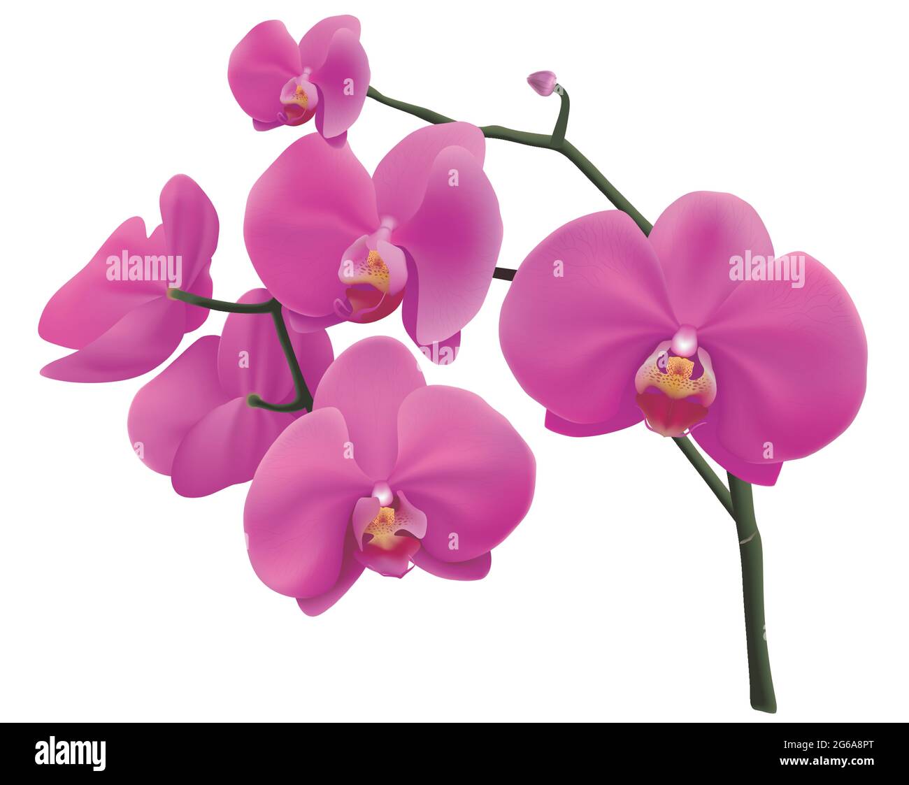 Purple Phalaenopsis Orchids On Isolated Background Stock Vector Image & Art  - Alamy