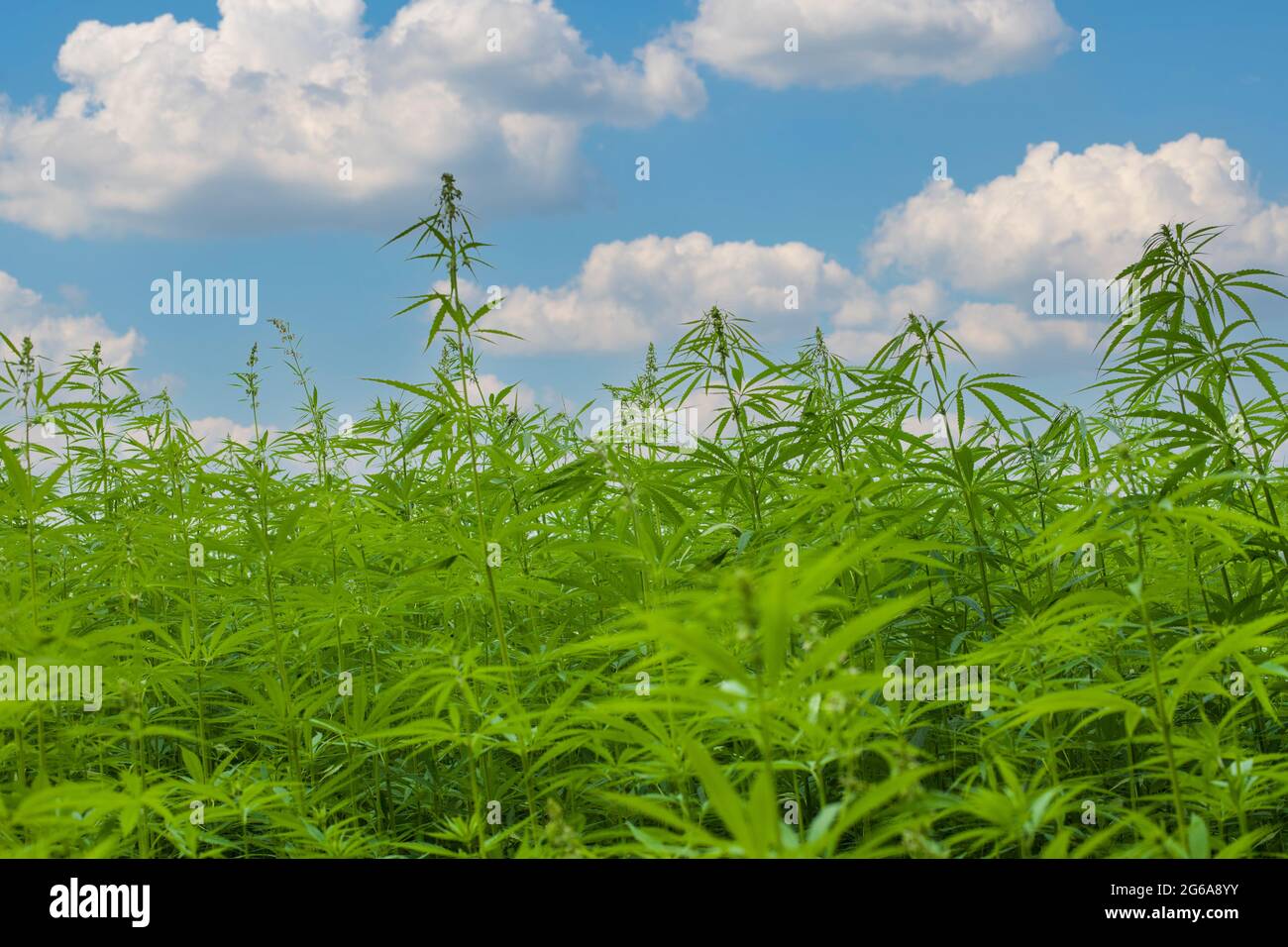 Marijuana CBD hemp plants field. A lot of hemp growing on a hemp farm