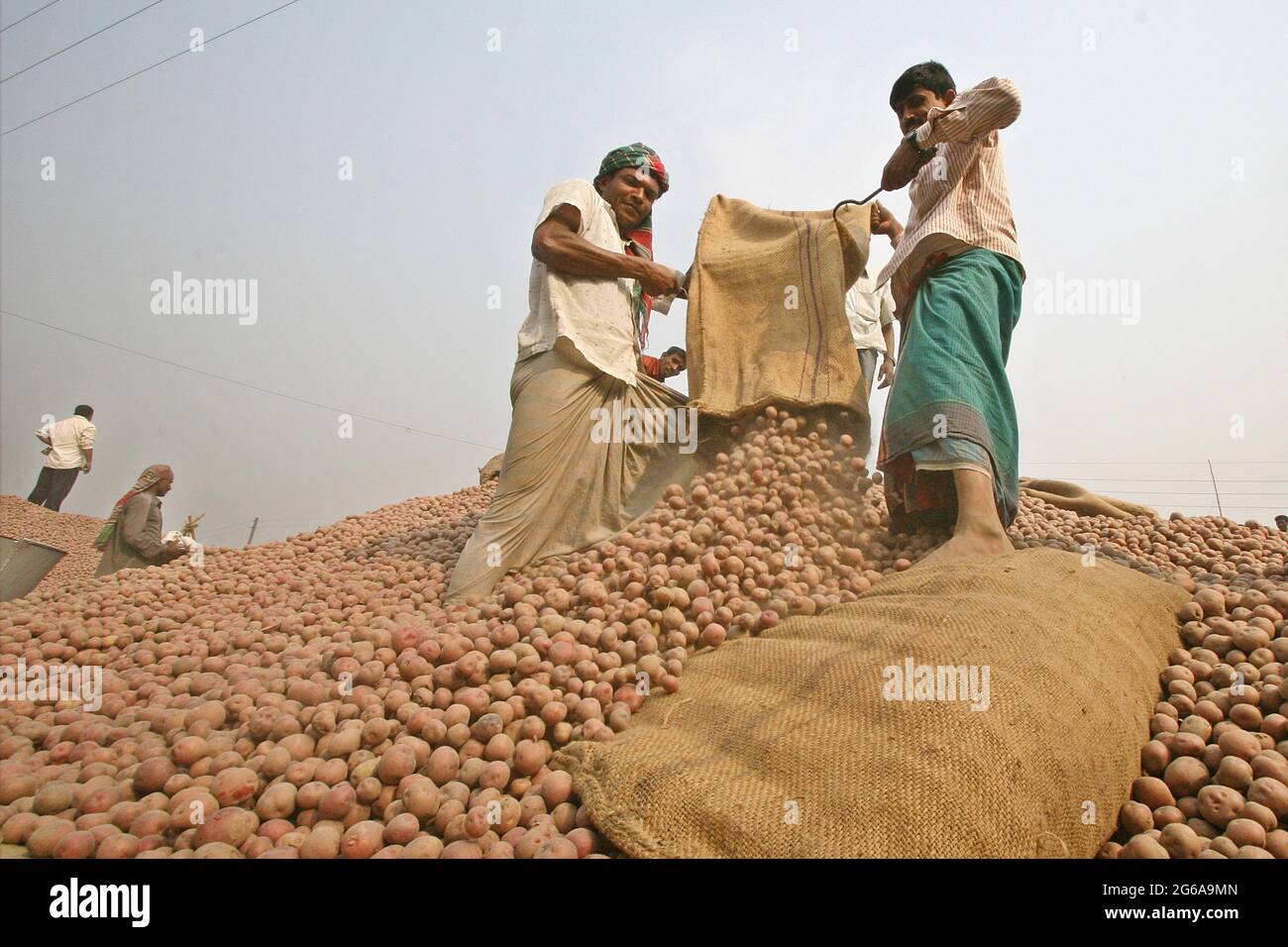 Though the district of Bogra is famous for potato, this years yield is not satisfactory due to bad weather. Potatoes were bought for 350 to 400 taka a mound, about 40 kilograms, last year which has risen up to 550 to 600 taka with the decrease of potato import this year. Despite the high prices dealers are buying potatoes to stock up. Bogra, Bangladesh. March 19, 2009. Stock Photo