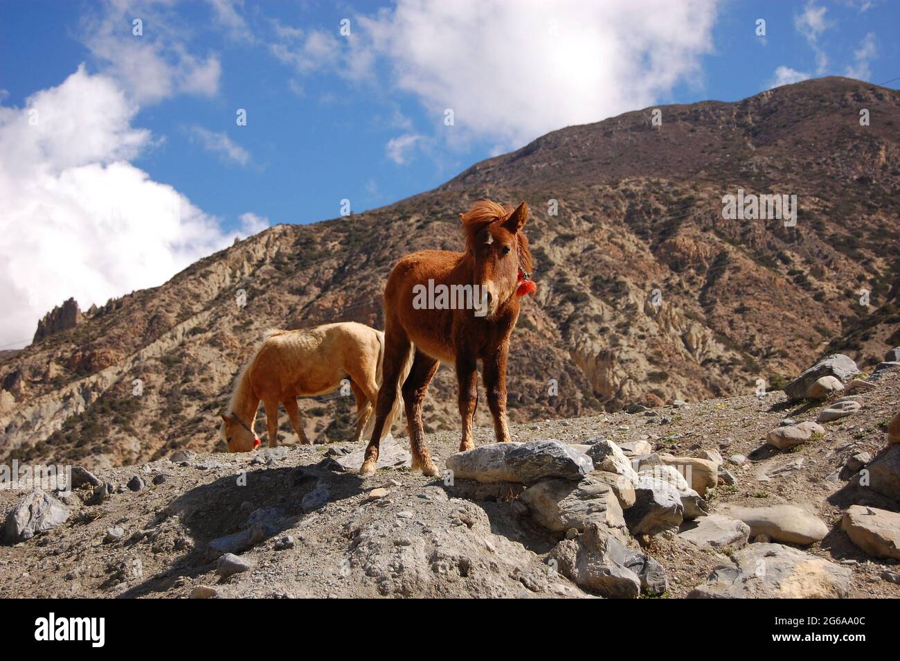 Donkeys and horses are the only means of transport in Manang area. The animals can carry heavy loads thus making them ideal for such territories. Nepal. April 21, 2007 Stock Photo - Alamy Donkeys and horses are the only means of transport in Manang area. The animals can carry heavy loads thus making them ideal for such territories. Nepal. April 21, 2007 Stock Photo - Alamy