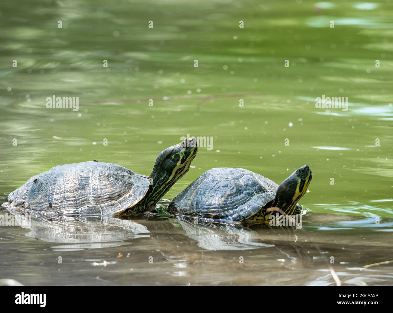 Two European pond turtles (Emys orbicularis) at the surface of the ...