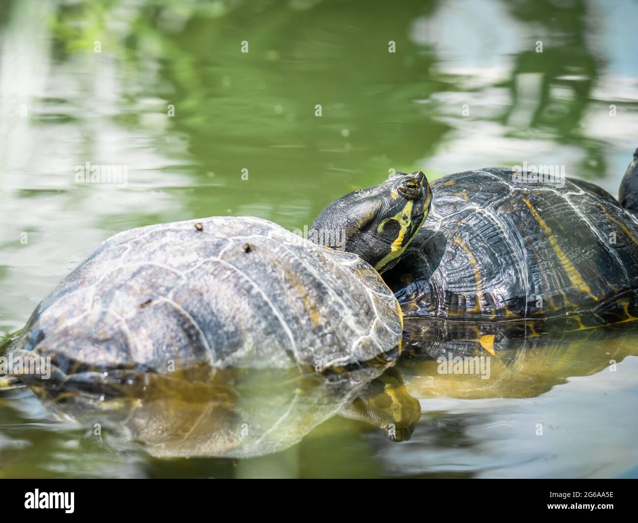 Two European pond turtles (Emys orbicularis) at the surface of the ...