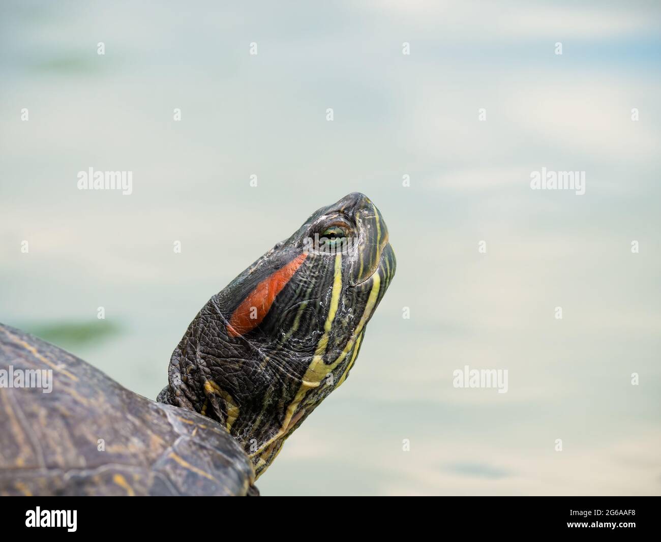 Close up with the head of a The European pond turtle (Emys orbicularis ...