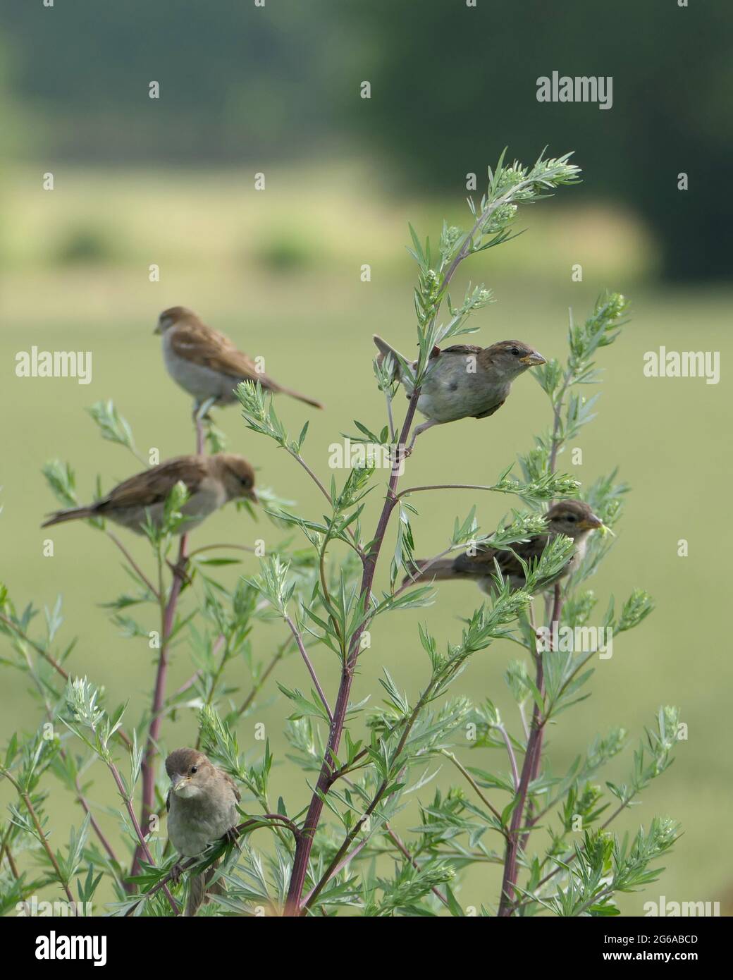 Group of sparrows hires stock photography and images Alamy