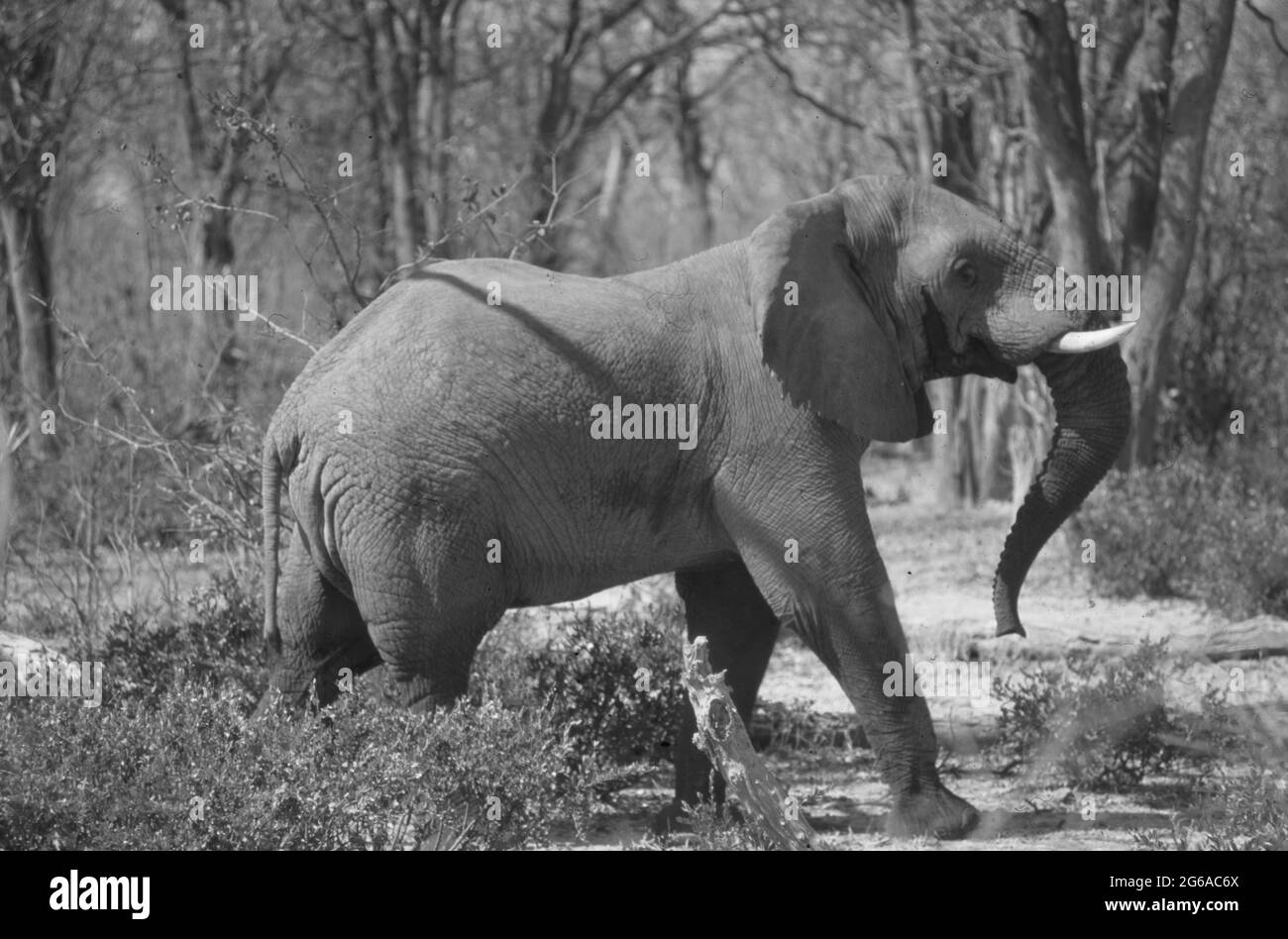 Botswana: A elephant male crossing the path in the Okavango Delta swamps Stock Photo