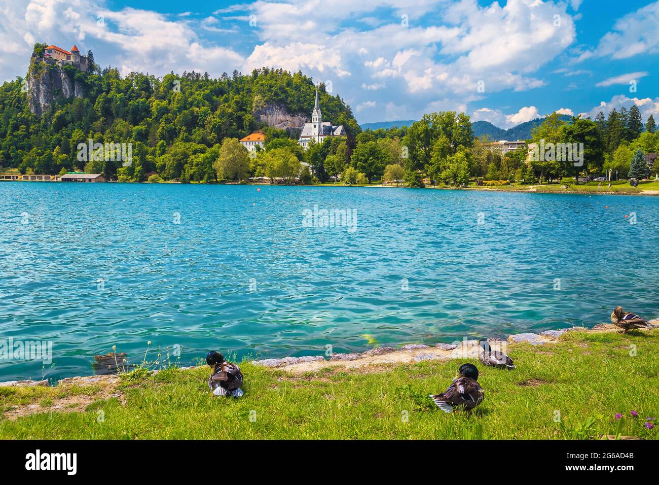 Amazing panoramic view with castle on the cliff and mallard ducks on the lake shore, Bled, Slovenia, Europe Stock Photo