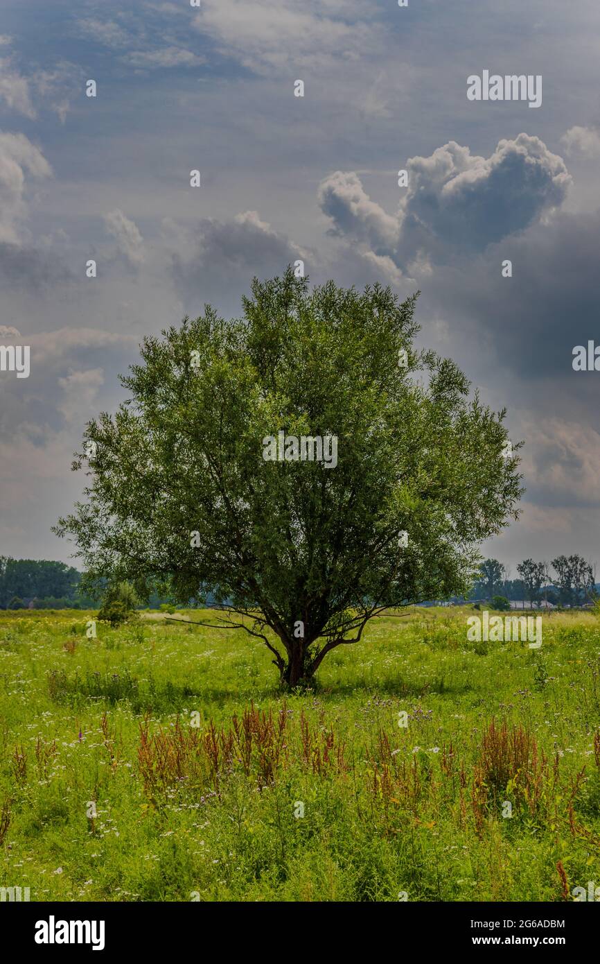 A lonely tree in the fields under a dramatic sky with impressive stormy ...
