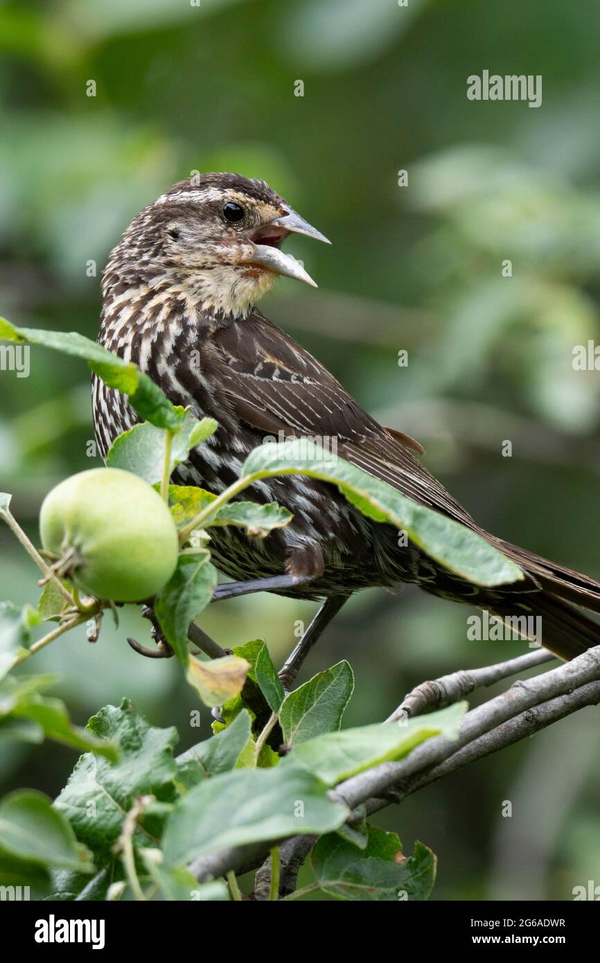 Female Red-winged Blackbird perched in a Crabapple tree Stock Photo