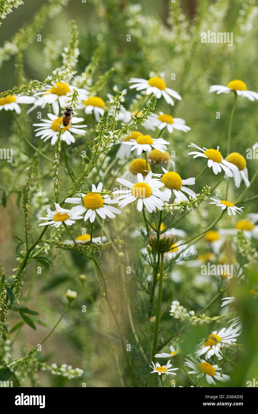 Camomile, Chamomile Flowers growing wild in a field Stock Photo