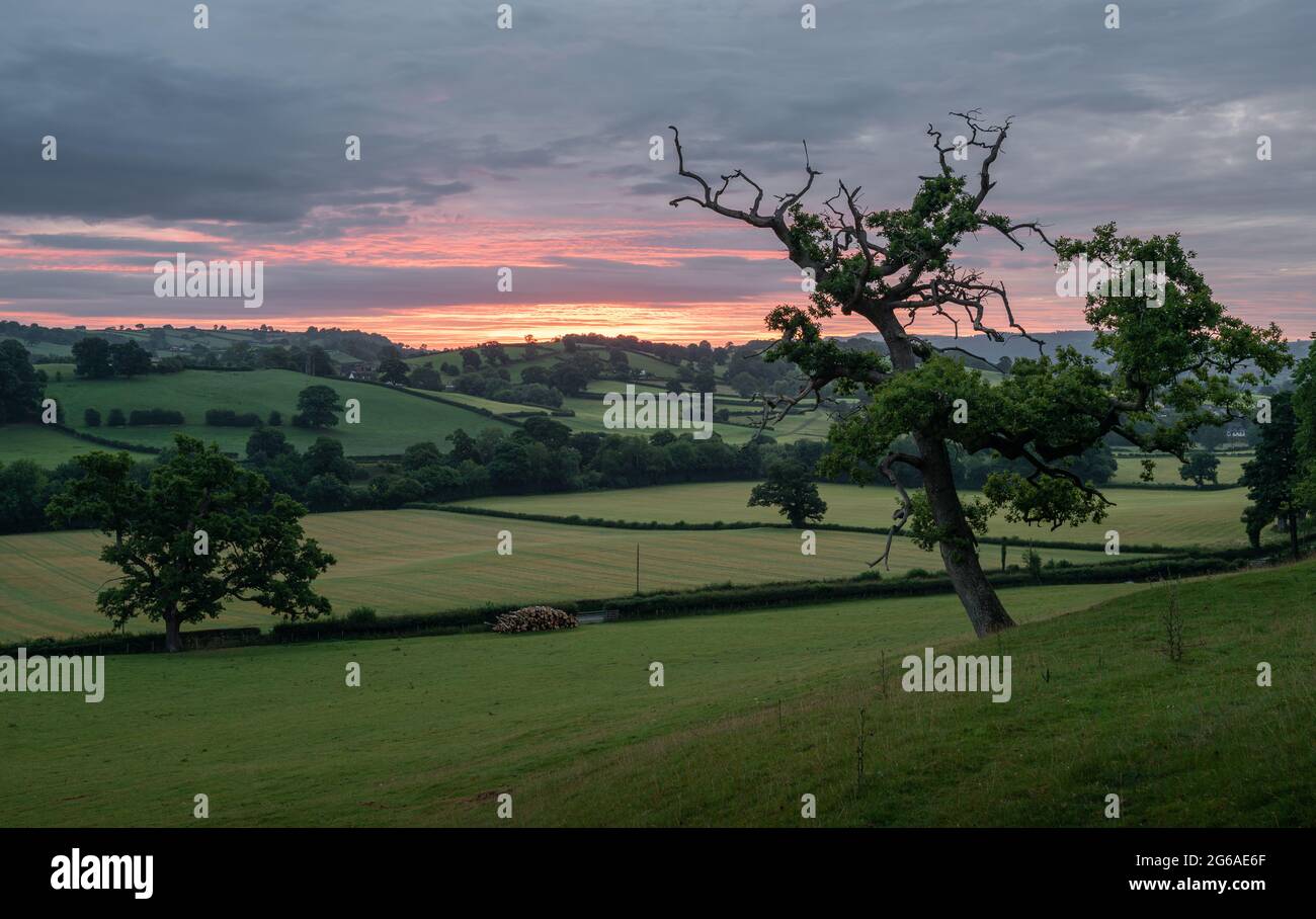 Warm pink sunrise behind gnarly tree in green rural landscape Stock