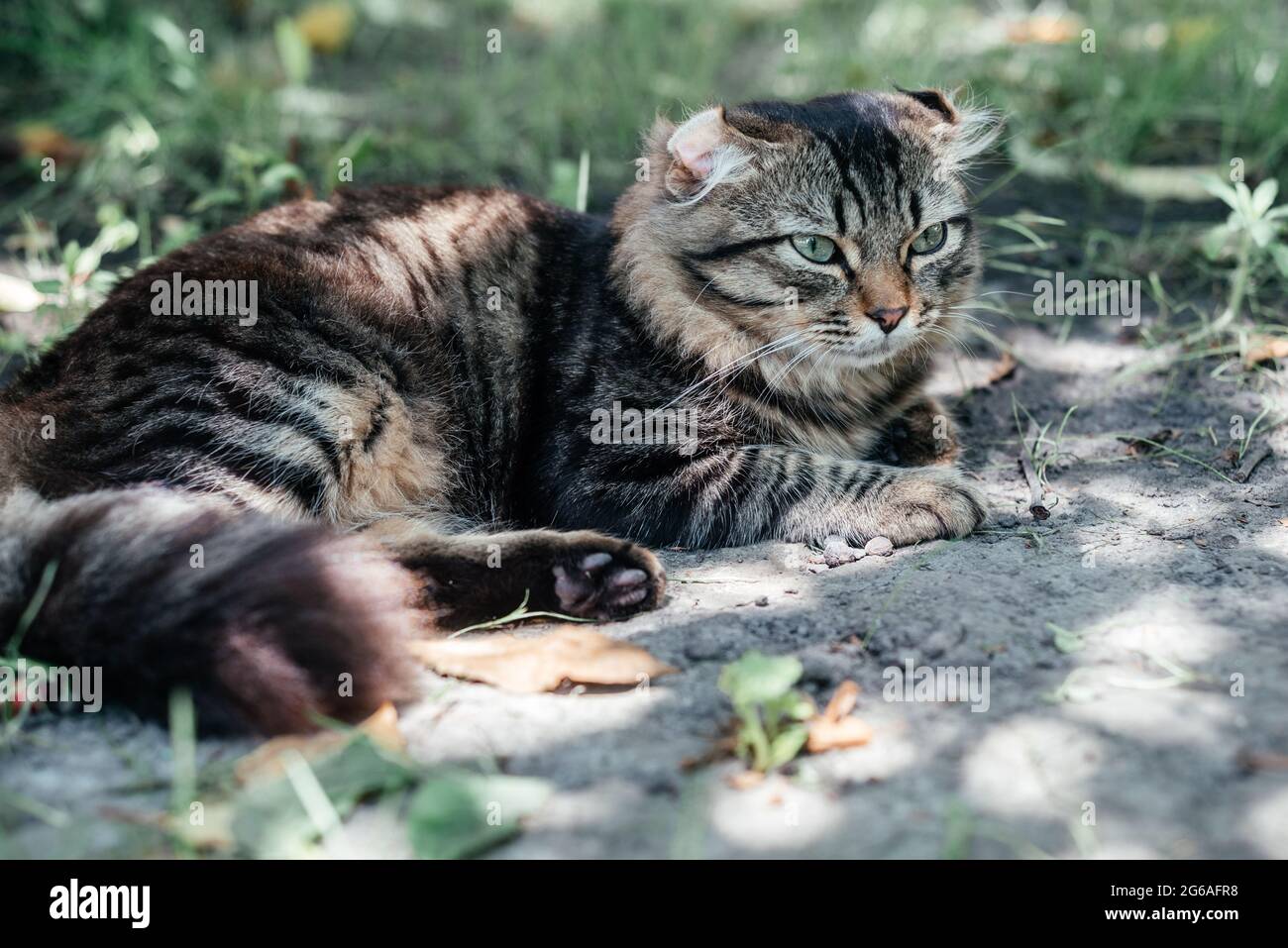 Grey striped cat napping on the green grass Stock Photo