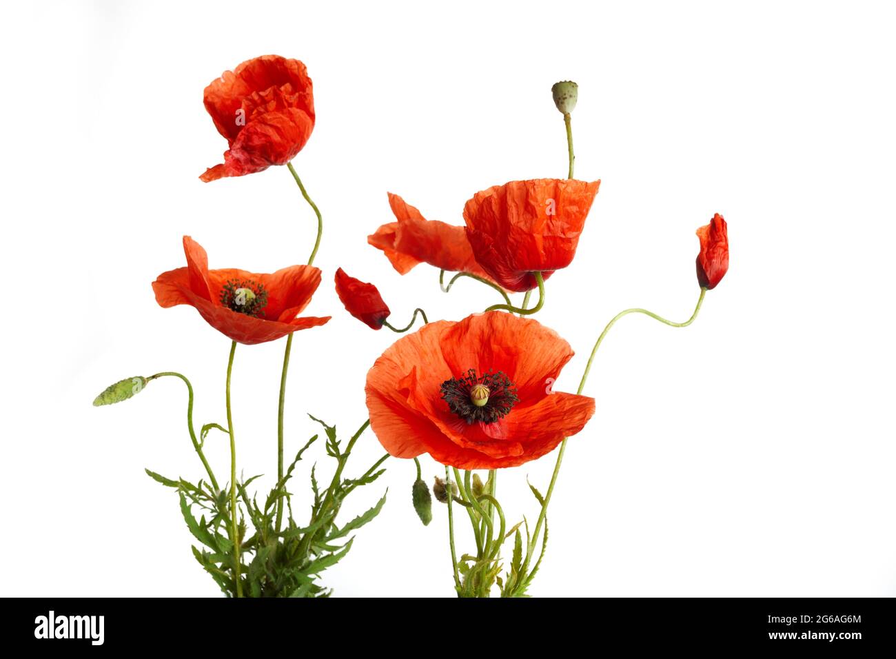 Bright red poppies flowers isolated on white background Stock Photo - Alamy