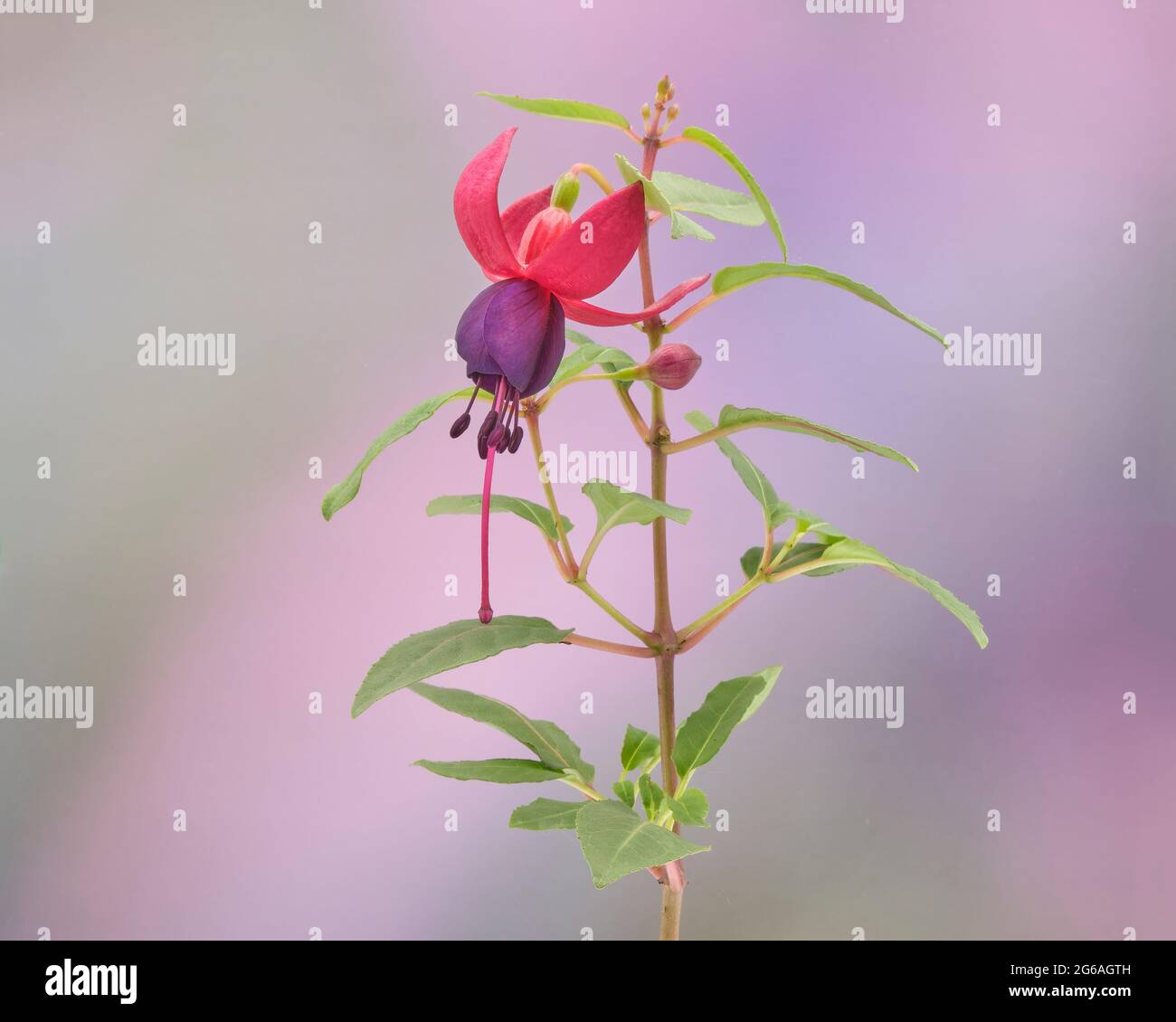 fuchsia, hardy, flower, bloom, blooming, purple, botanical, plant, perennial, vibrant, graceful, delicate, colorful, vibrant, Stock Photo