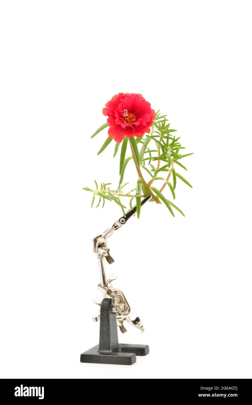 Photograph showing a type of setup used to shoot macro flower photography. Stock Photo