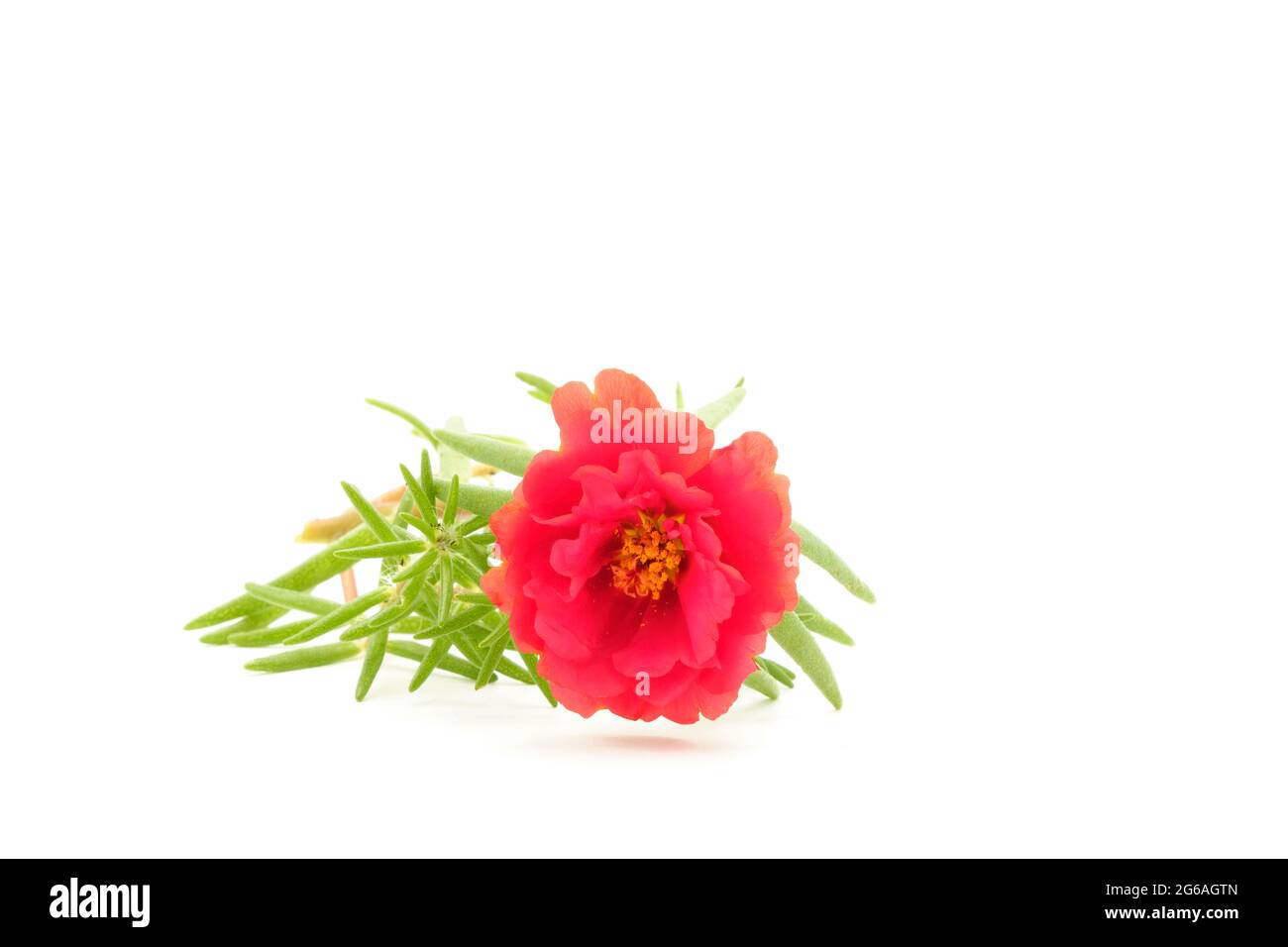 Rose colored portulaca, Portulaca grandiflora, photographed against a white background. Stock Photo